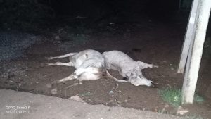 पार्वती नदी के पास स्थित गौशाला के पास हुआ हादसा --